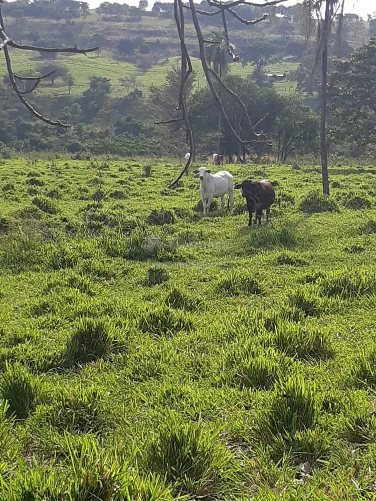 Fazenda, 96 hectares - Foto 7