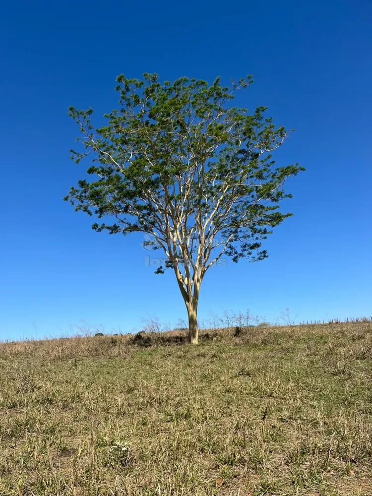Fazenda, 19 hectares - Foto 1
