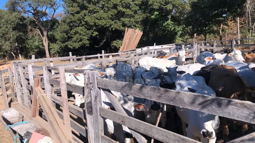 Fazenda, 684 hectares - Foto 3