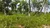 Fazenda, 1462 hectares - Foto 4