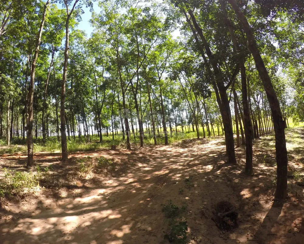 Fazenda, 160 hectares - Foto 3