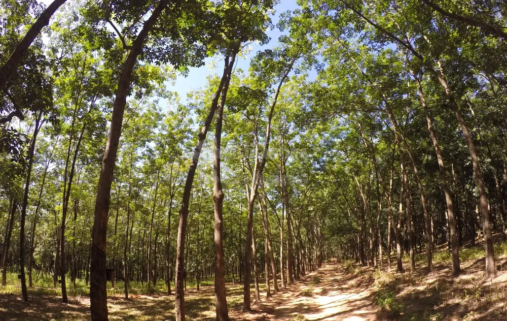 Fazenda, 160 hectares - Foto 7