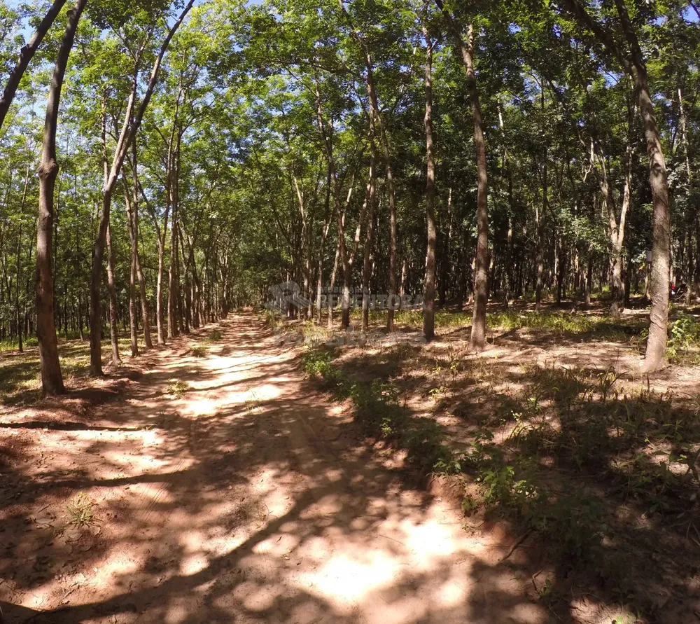 Fazenda, 160 hectares - Foto 8