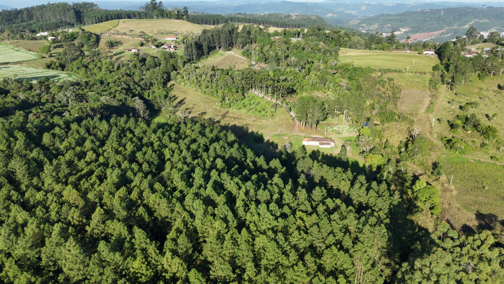 Sítio, 11 hectares - Foto 8