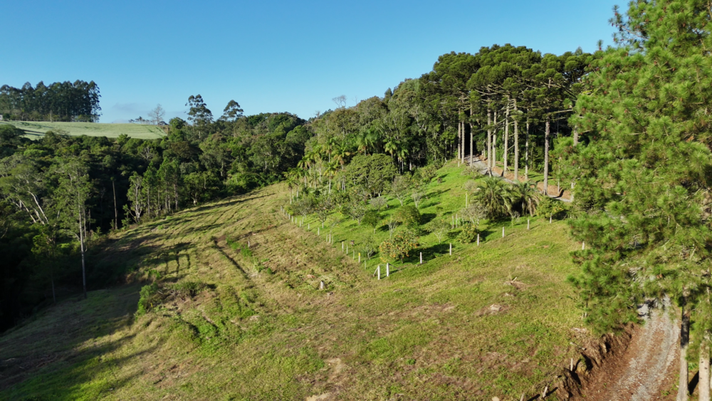 Sítio, 11 hectares - Foto 12