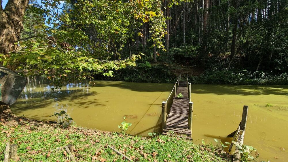 Sítio, 11 hectares - Foto 7