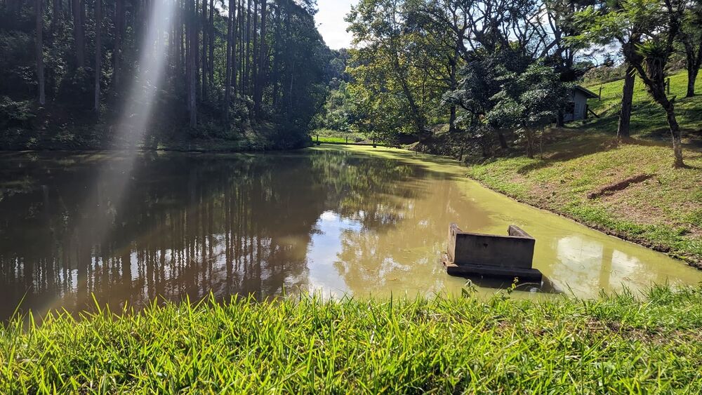 Sítio, 11 hectares - Foto 18