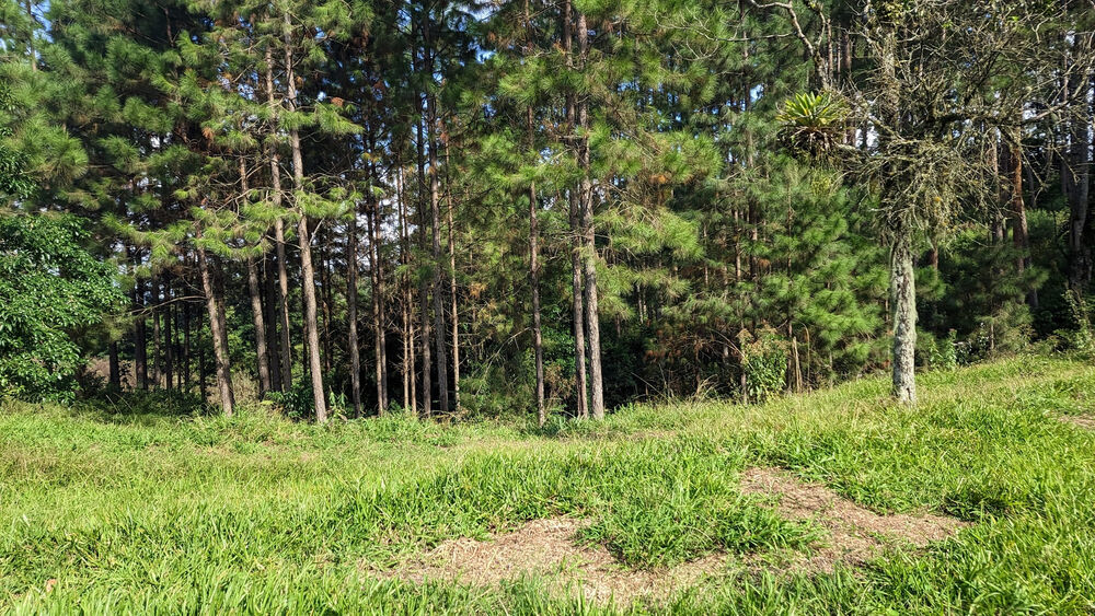 Sítio, 11 hectares - Foto 13