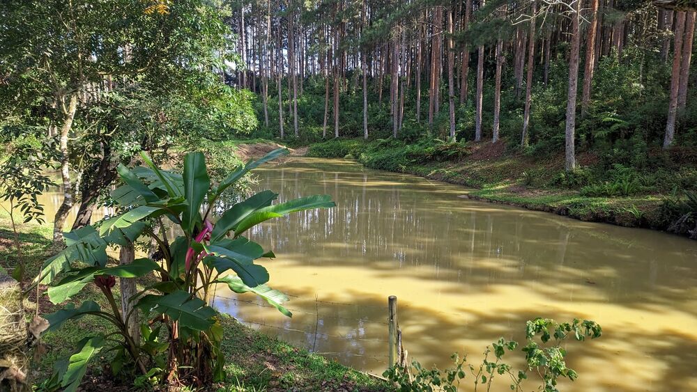 Sítio, 11 hectares - Foto 14