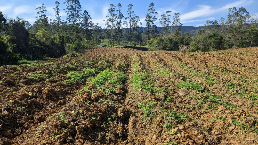 Terreno, 5 hectares - Foto 16