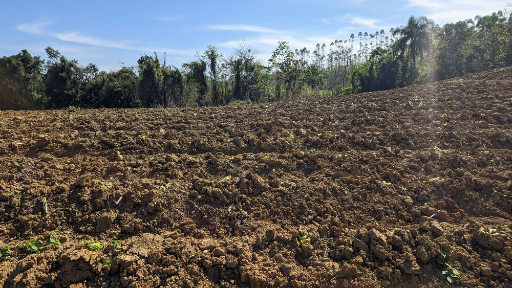 Terreno, 5 hectares - Foto 4