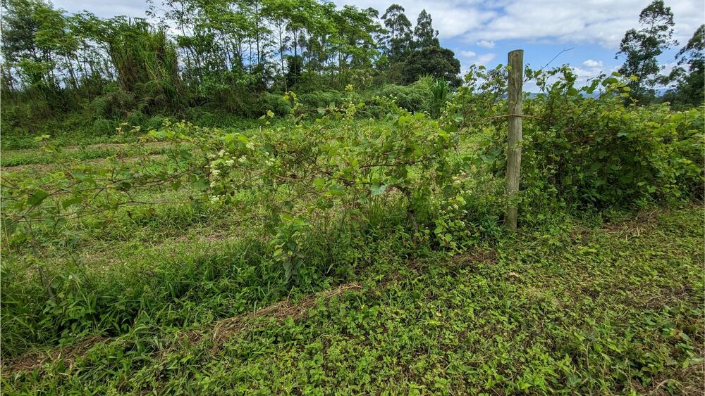 Sítio à venda com 3 quartos, 125000m² - Foto 8