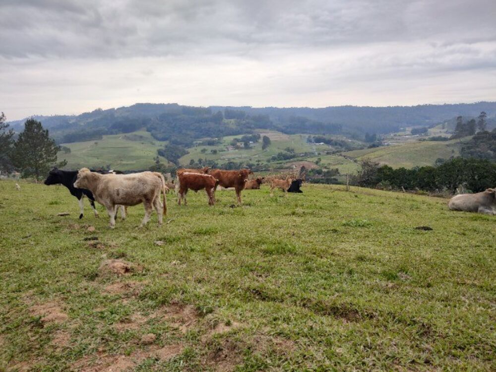 Sítio, 3 quartos, 14 m² - Foto 5