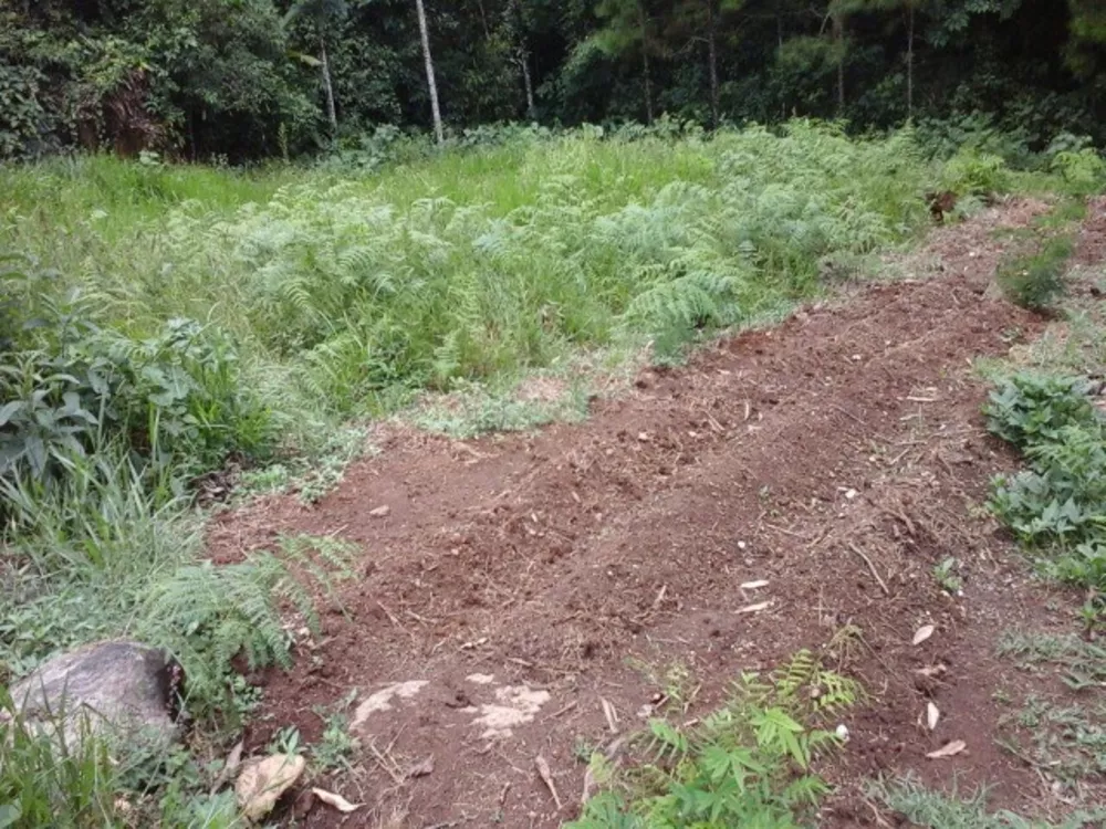 Sítio, 3 quartos, 2 m² - Foto 4