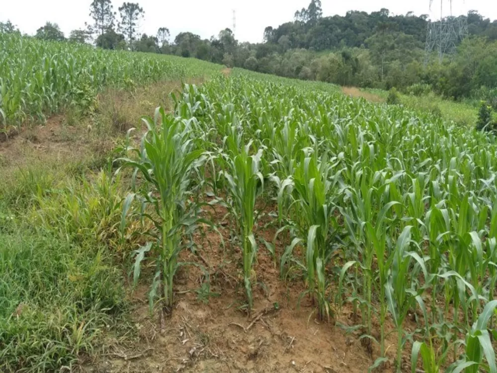 Terreno, 3 hectares - Foto 2