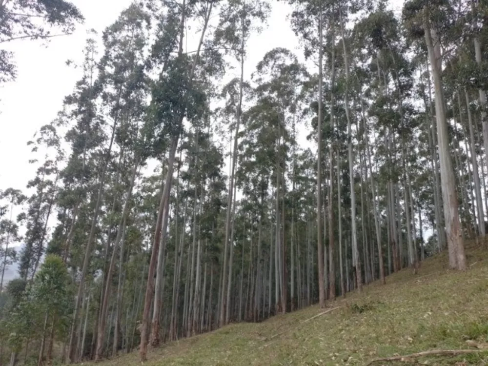 Terreno, 22 m² - Foto 4