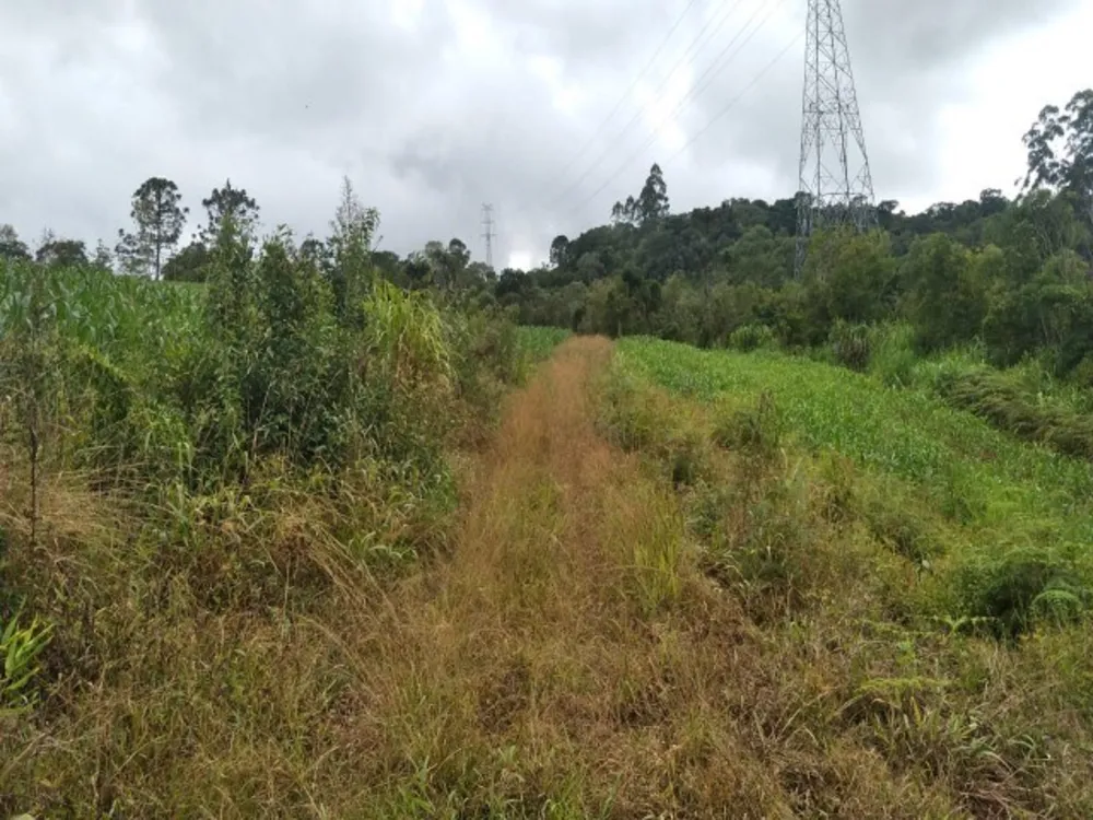 Terreno, 3 hectares - Foto 7