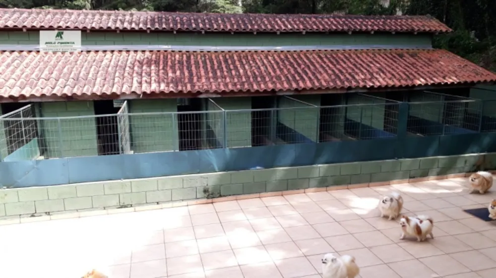 Sítio, 5 quartos, 7000 m² - Foto 9