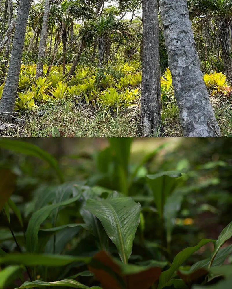 Terreno, 30 hectares - Foto 8