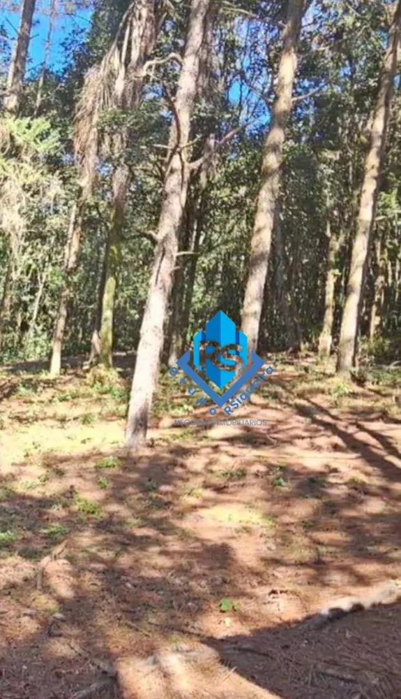 Chácara, 3 quartos, 5 hectares - Foto 4