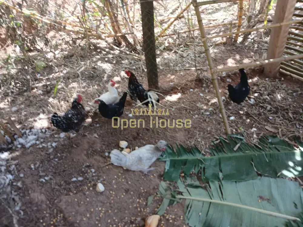 Sítio, 4 quartos, 30 hectares - Foto 46