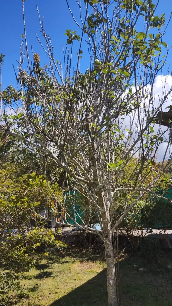Chácara, 3 quartos, 10000 m² - Foto 6