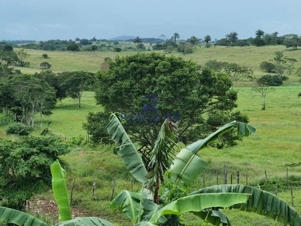 Fazenda, 80 hectares - Foto 11