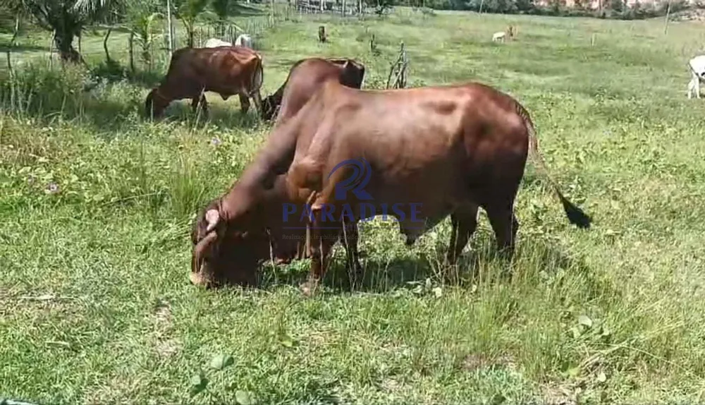Fazenda, 45 m² - Foto 1
