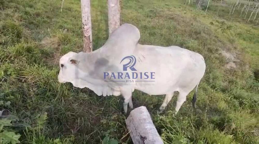 Sítio, 3 quartos, 14 hectares - Foto 27