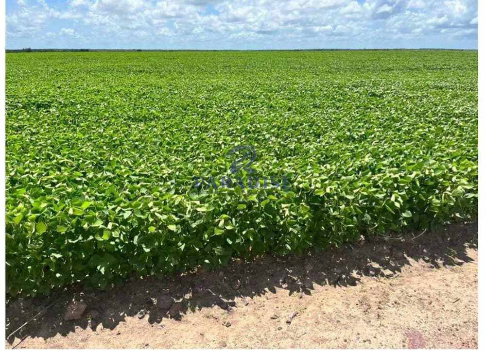 Fazenda, 4 hectares - Foto 4