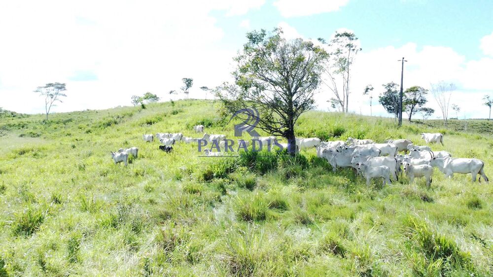 Fazenda, 975 hectares - Foto 2