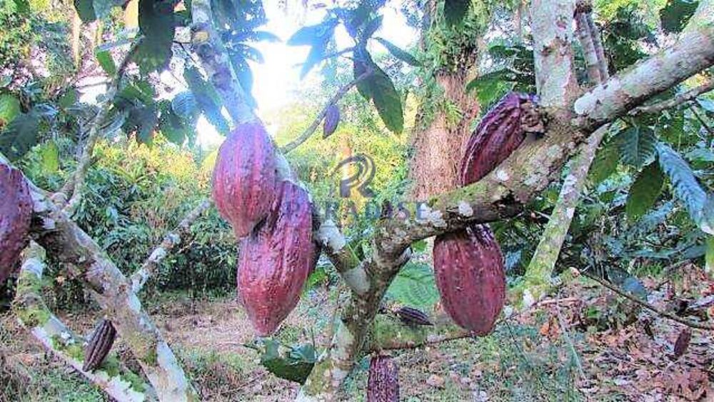 Fazenda à venda, 1610000m² - Foto 14