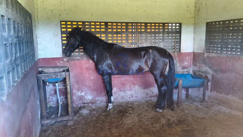 Fazenda - Foto 12