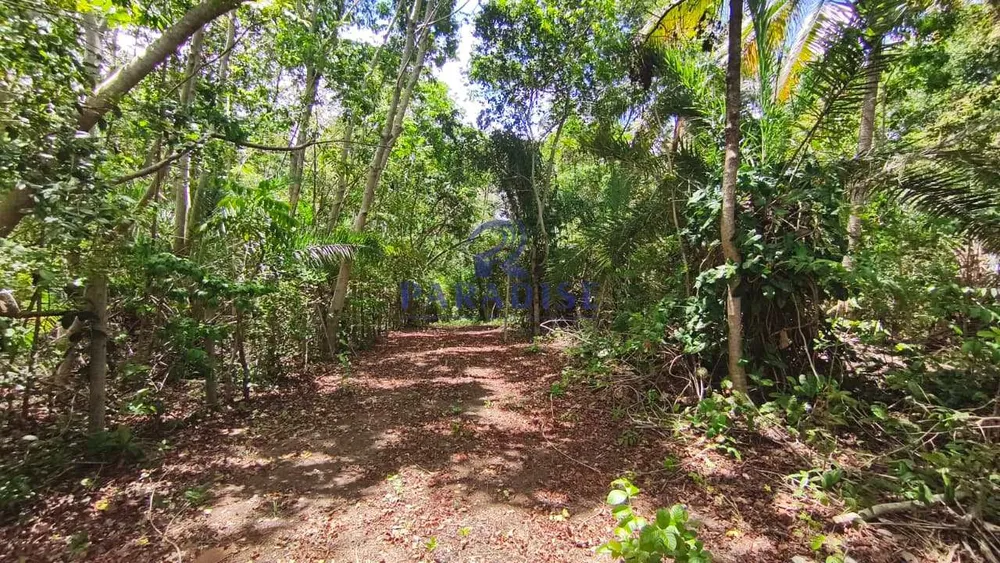 Terreno, 3 hectares - Foto 7