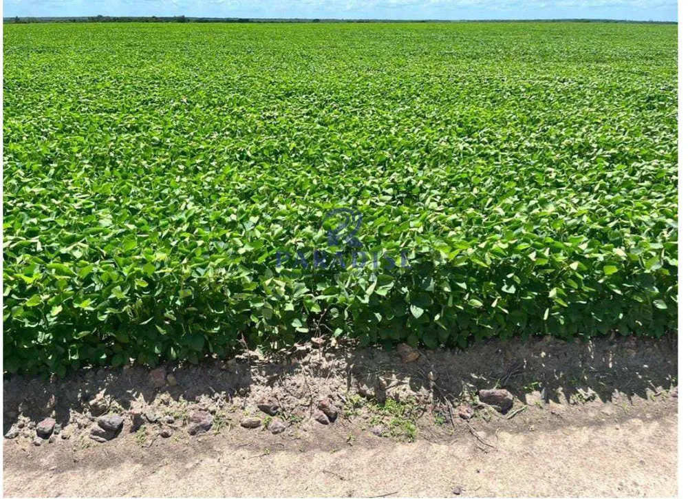 Fazenda, 6 hectares - Foto 11