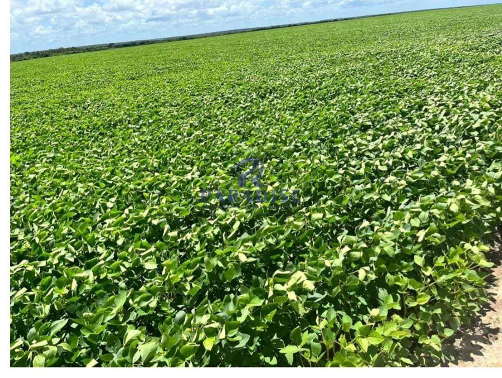 Fazenda, 6 hectares - Foto 12