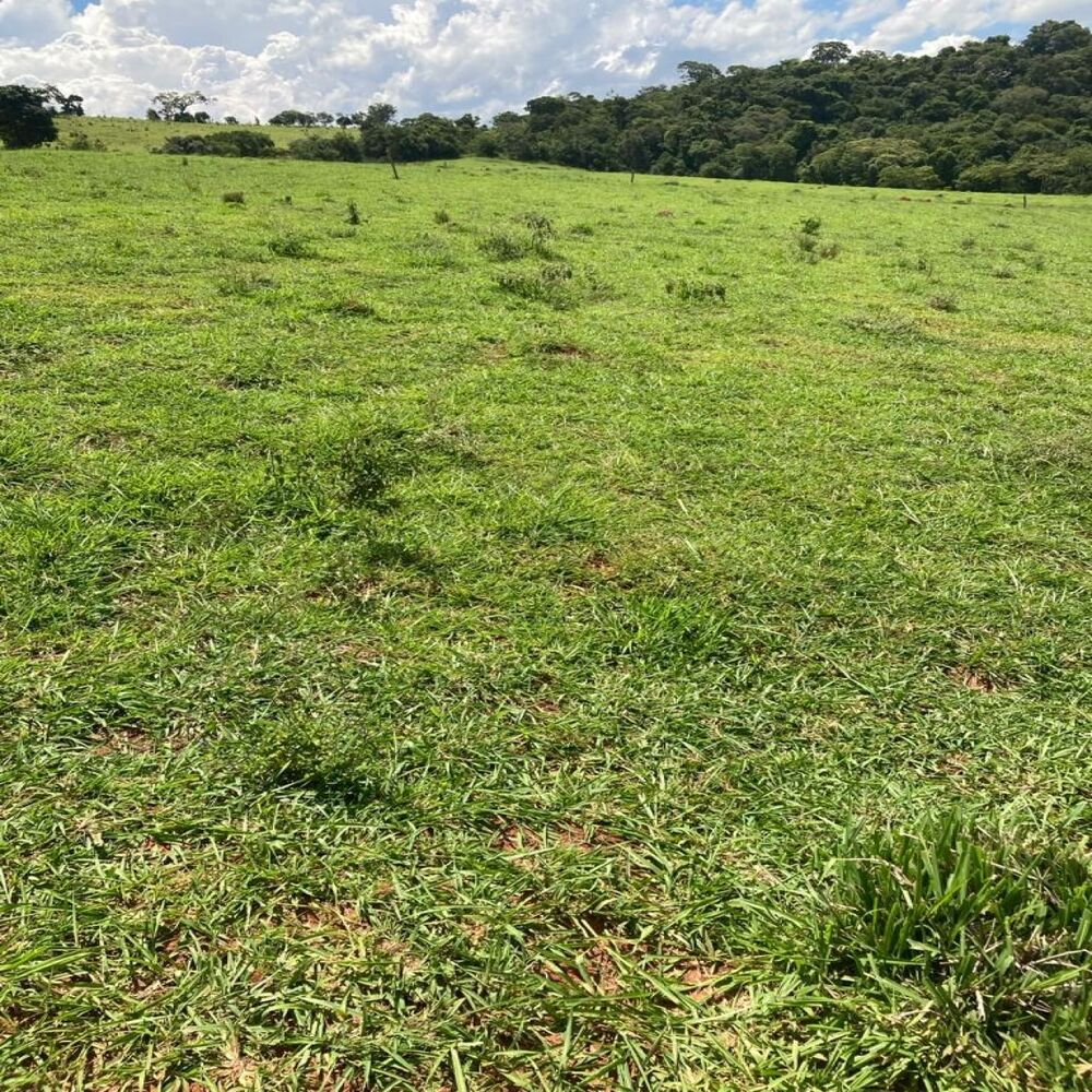 Fazenda - Foto 7