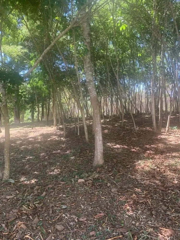 Sítio, 8 quartos, 6 hectares - Foto 8