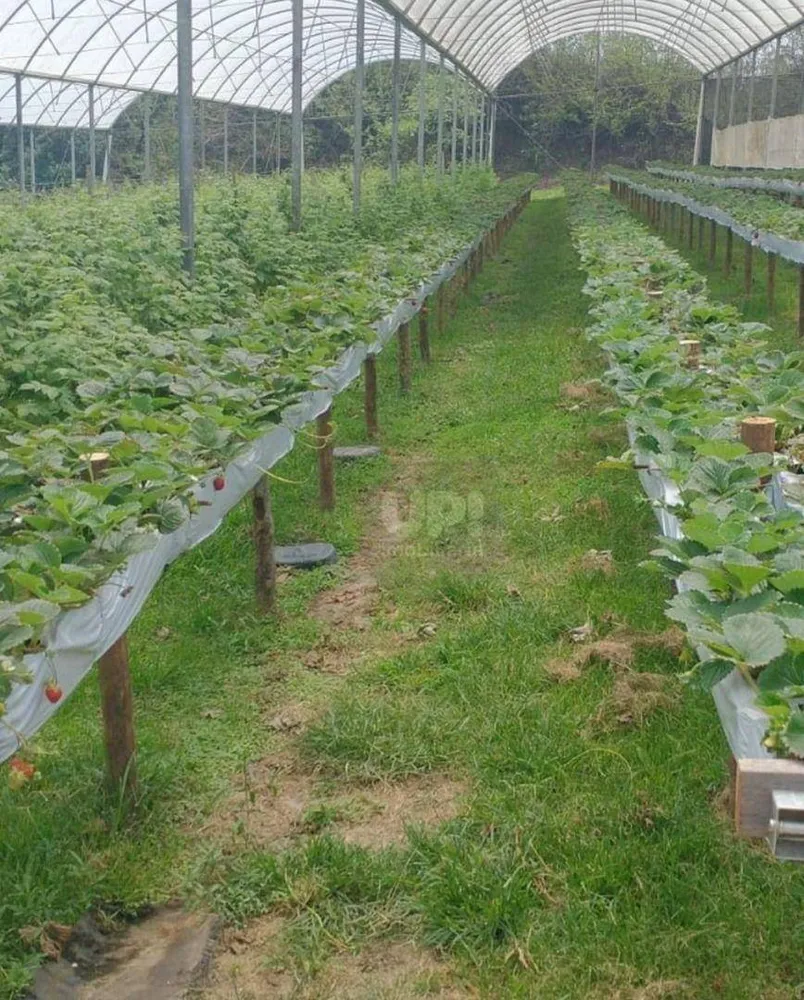 Chácara, 1 quarto, 3 hectares - Foto 11