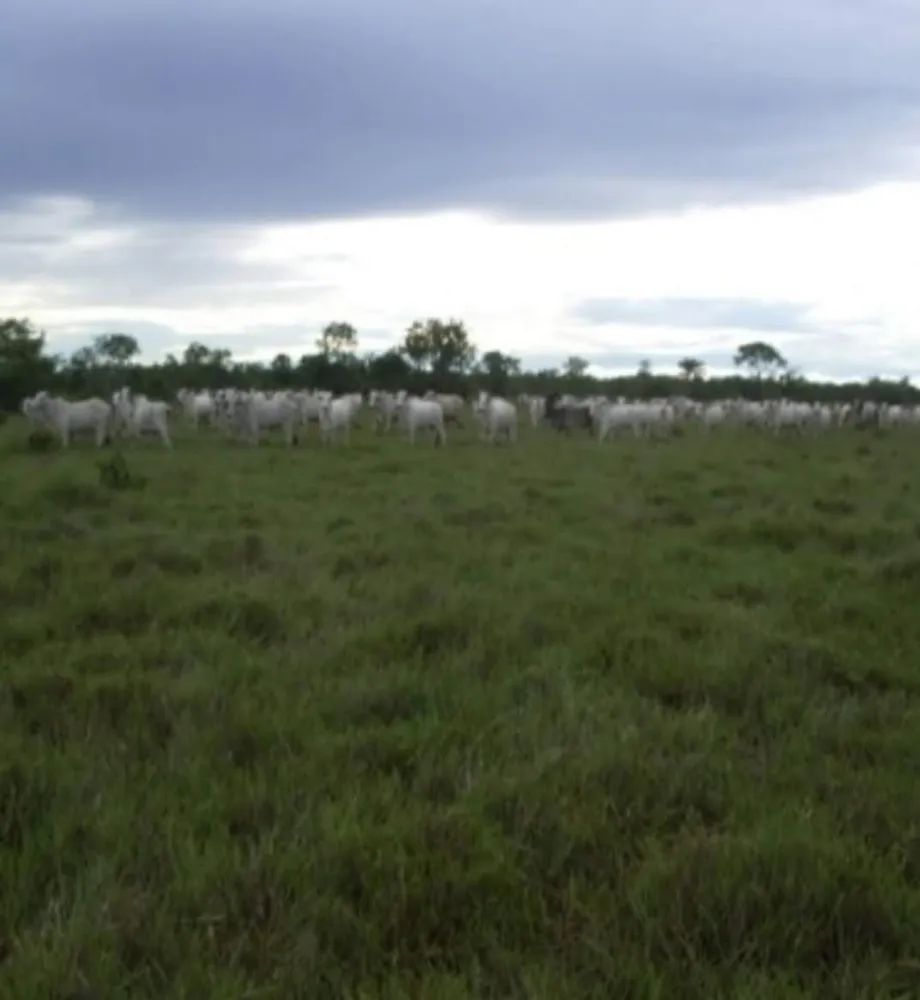 Fazenda, 1331 hectares - Foto 4