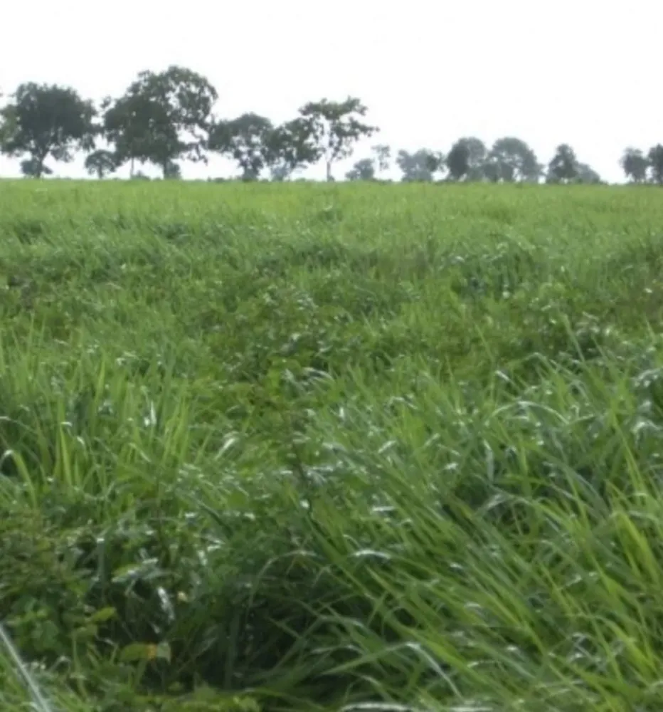 Fazenda, 1331 hectares - Foto 3
