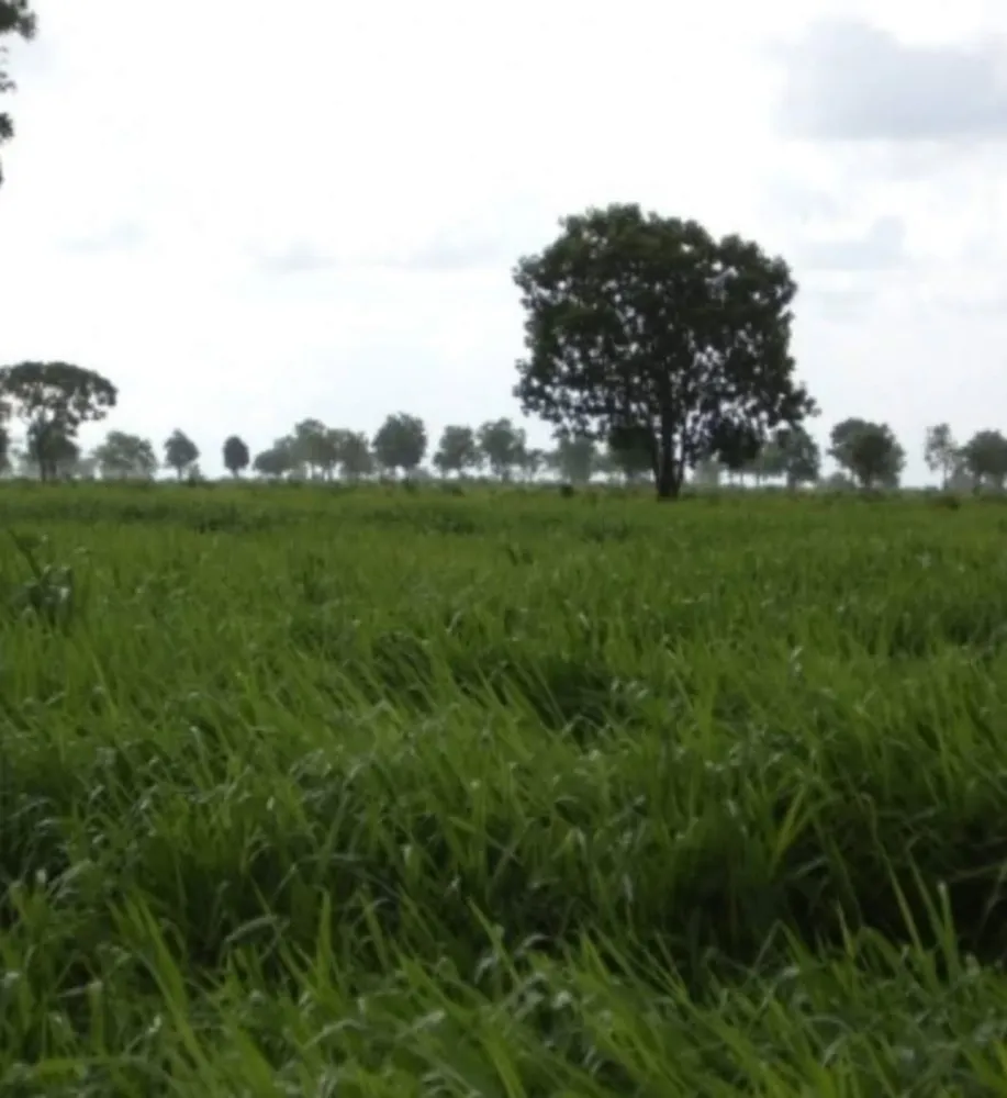 Fazenda, 1331 hectares - Foto 7