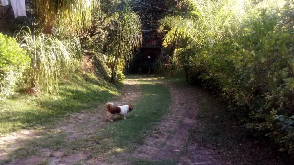 Chácara, 4 quartos, 10000 m² - Foto 4