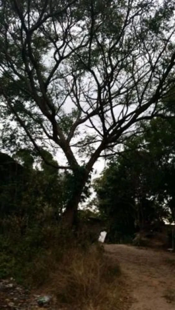 Chácara, 3 quartos, 1 hectares - Foto 4