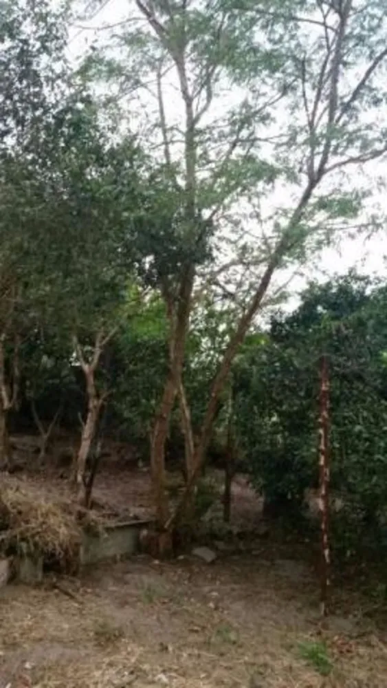 Chácara, 3 quartos, 1 hectares - Foto 2