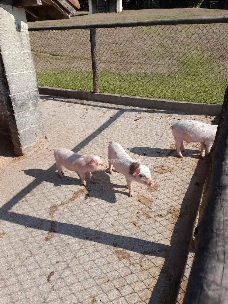 Terreno, 3 hectares - Foto 8