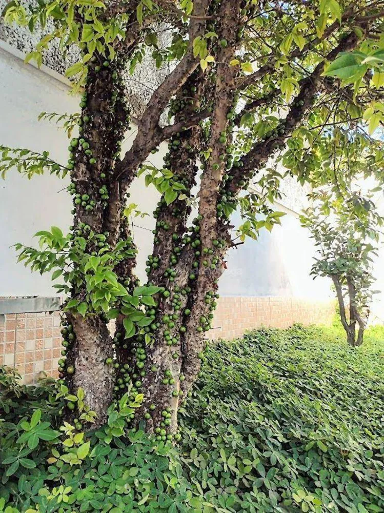 Casa, 4 quartos, 430 m² - Foto 34