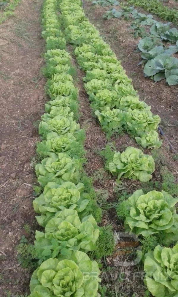 Casa, 1 quarto - Foto 12