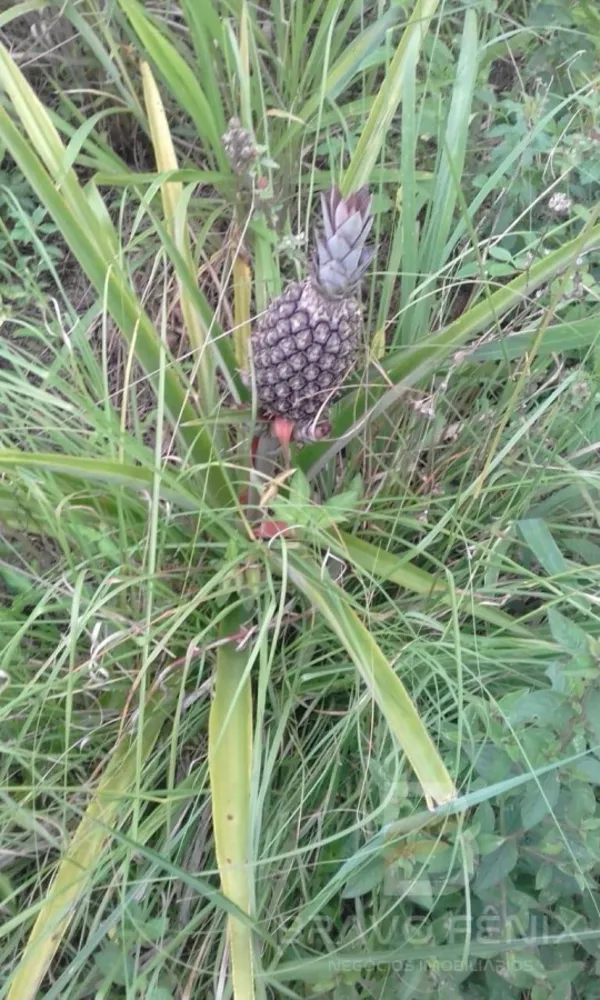 Casa, 1 quarto - Foto 10