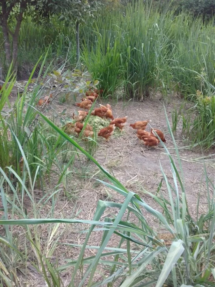 Casa, 1 quarto - Foto 11